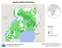 images\UG\cropprod\Uganda_Millet_preview.png